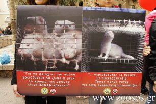 Ακύρωσε το Υπ. Παιδείας το «περιβαλλοντικό» πρόγραμμα εκπαίδευσης που διαφήμιζε στα παιδιά τον βασανισμό γουνοφόρων ζώων στην Καστοριά